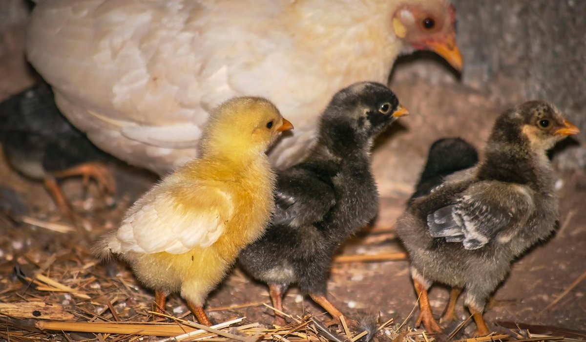 Beginner's guide to keeping three hens in a town garden