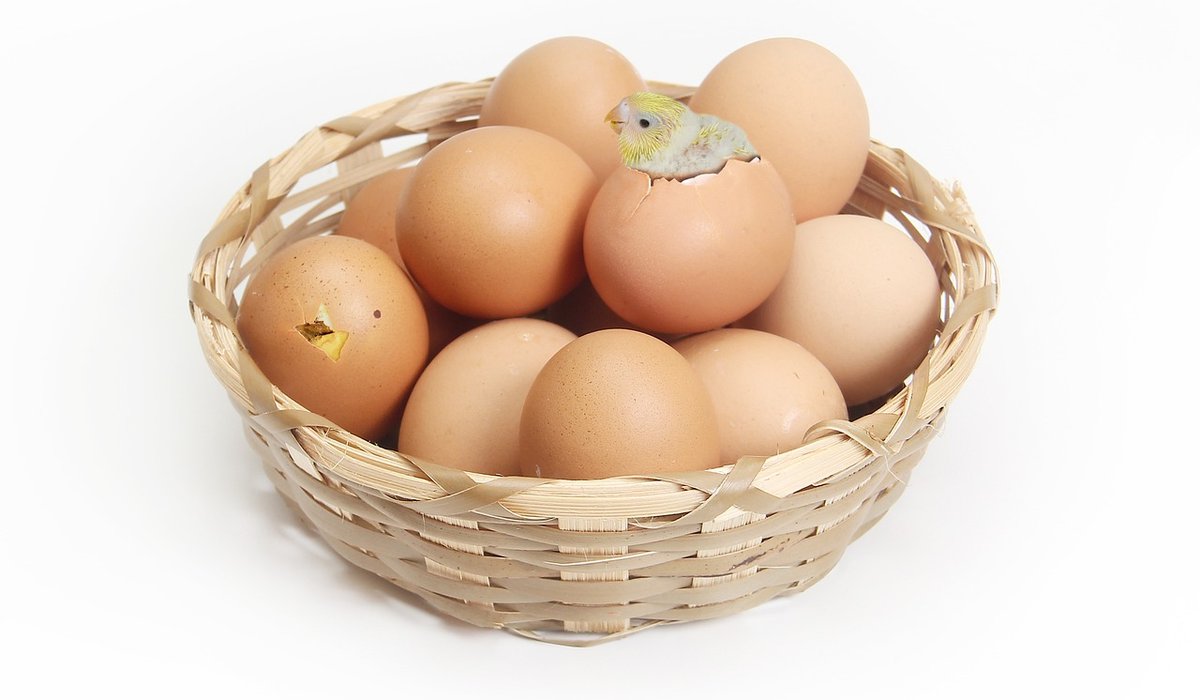 Best dual-purpose chicken breeds for small flocks