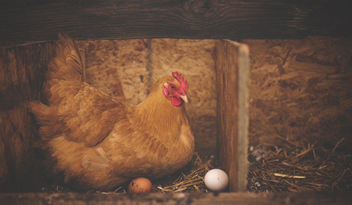 Building a predator-proof chicken run on a budget