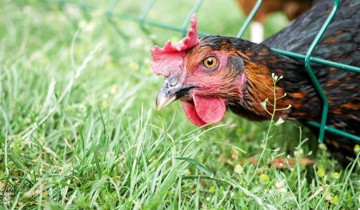 Choosing calm chicken breeds for family gardens