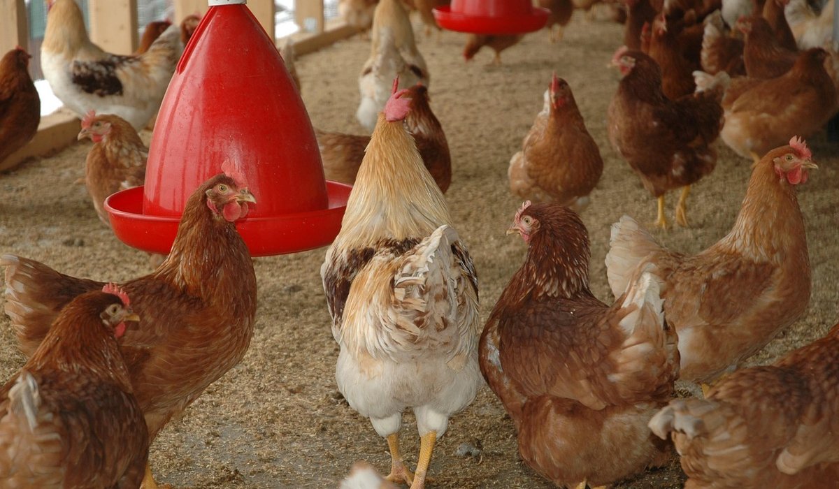 Choosing the right chicken coop for a small garden