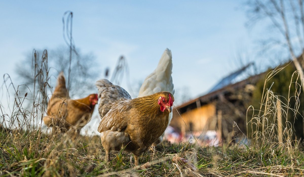 Common signs of illness in backyard chickens
