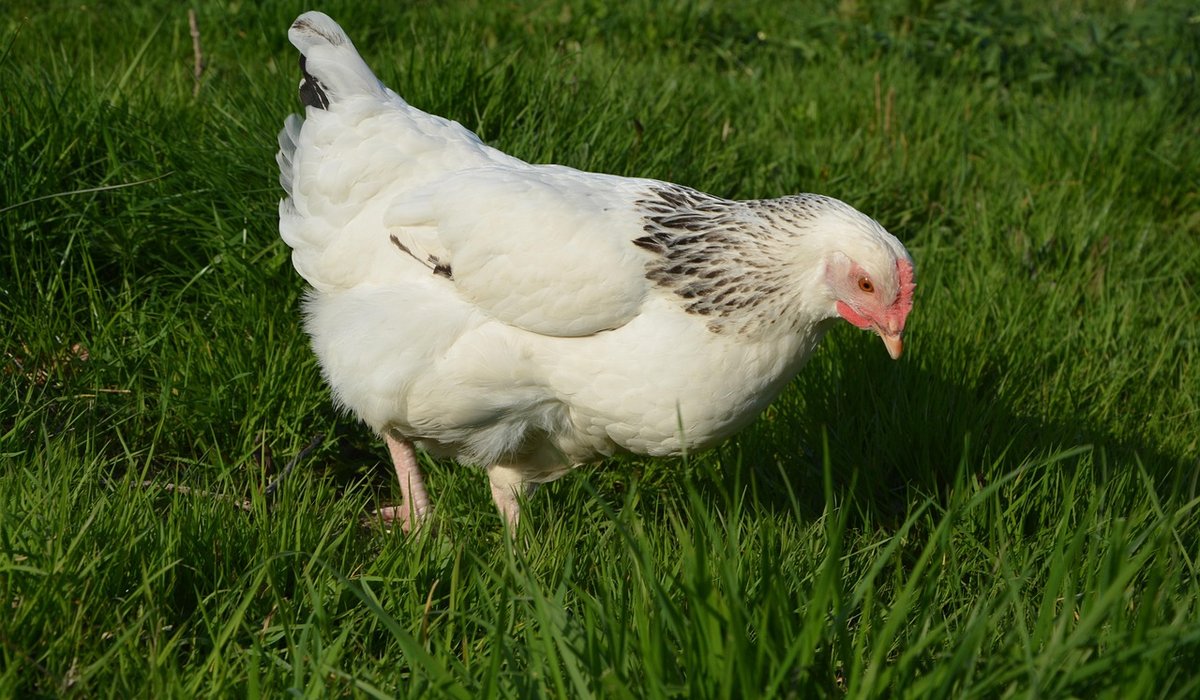 Deep cleaning your chicken coop step by step