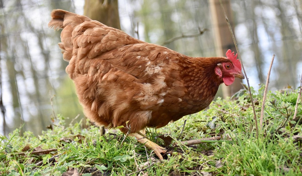 Feeding kitchen scraps to hens without causing harm