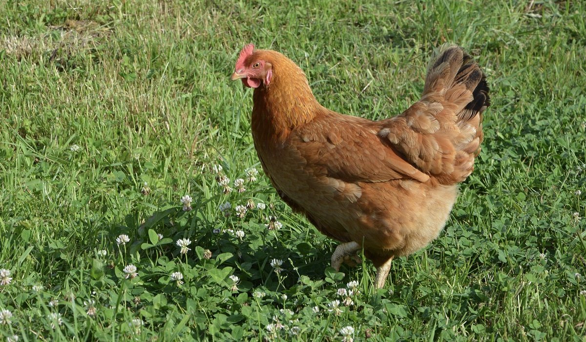 How to collect and store fresh eggs safely