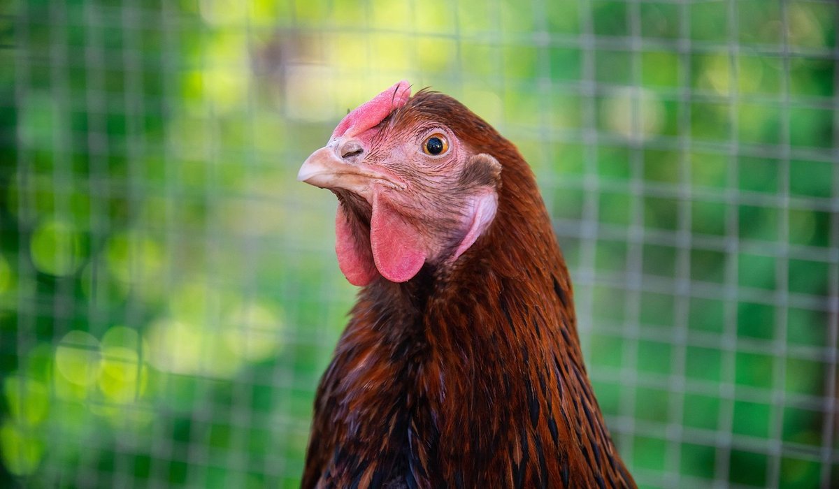 How to prepare a chicken run for wet weather