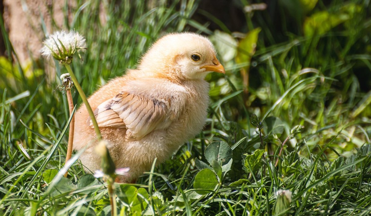 Planning a small orchard for chicken foraging