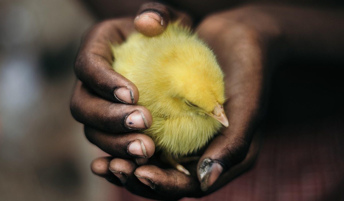 Understanding chicken behaviour and pecking order