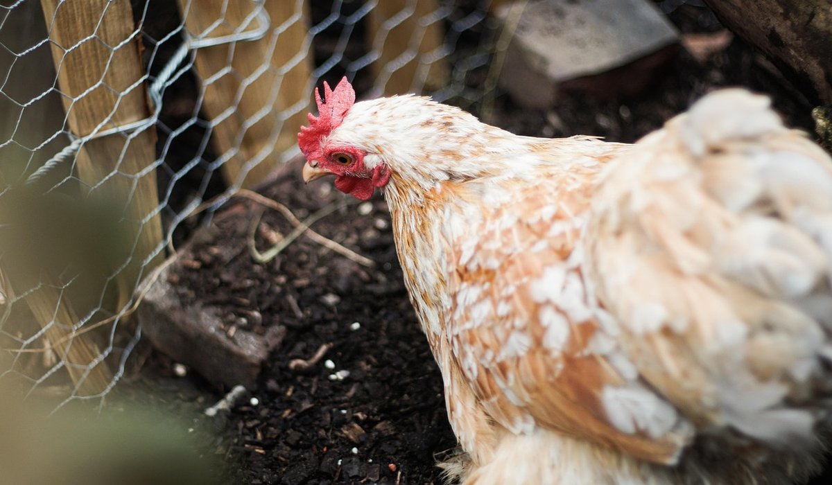 Understanding chicken feed labels and nutrition basics