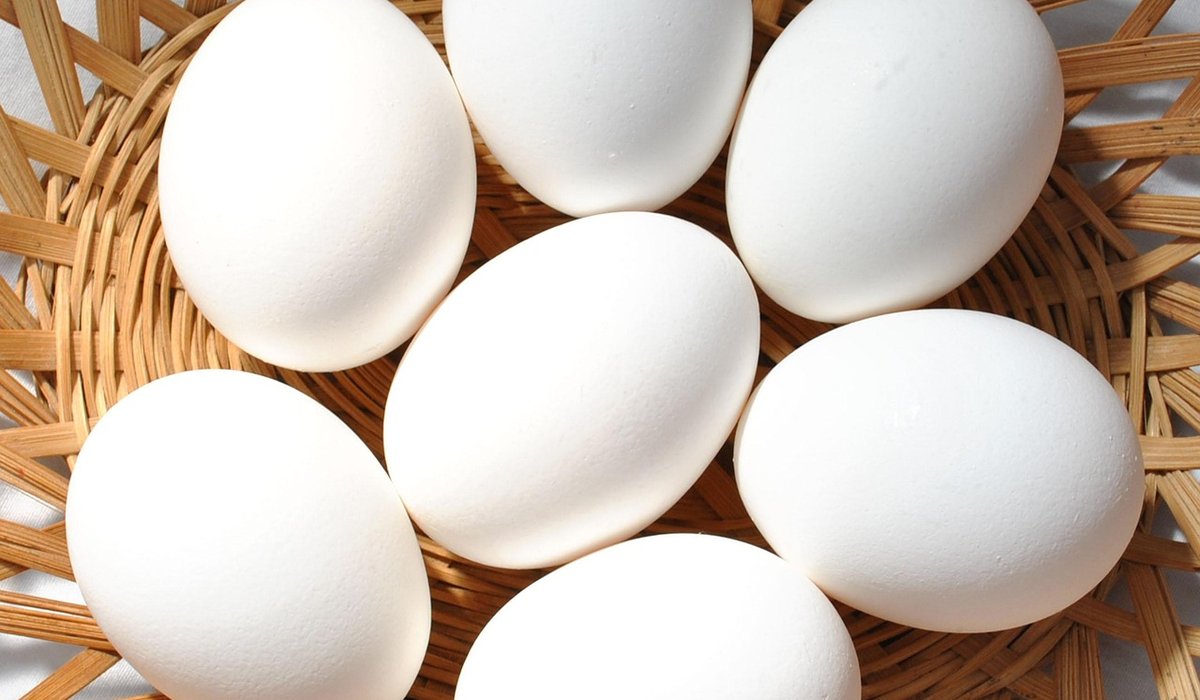 Understanding moulting and how to help hens
